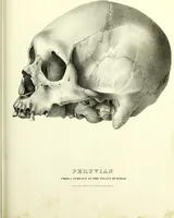 Picture 132 of 143 from Crania americana or, A comparative view of the skulls of various aboriginal nations of North and South America : to which is prefixed an essay on the varities of the human species / by Samuel George Morton. (1839), leaf 443