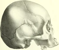 An illustration from Crania americana or, A comparative view of the skulls of various aboriginal nations of North and South America : to which is prefixed an essay on the varities of the human species / by Samuel George Morton. (1839)