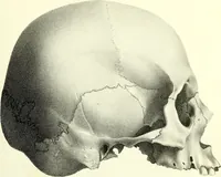An illustration from Crania americana or, A comparative view of the skulls of various aboriginal nations of North and South America : to which is prefixed an essay on the varities of the human species / by Samuel George Morton. (1839)