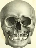 An illustration from Crania americana or, A comparative view of the skulls of various aboriginal nations of North and South America : to which is prefixed an essay on the varities of the human species / by Samuel George Morton. (1839)