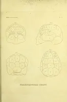 Picture 143 of 143 from Crania americana or, A comparative view of the skulls of various aboriginal nations of North and South America : to which is prefixed an essay on the varities of the human species / by Samuel George Morton. (1839), leaf 473