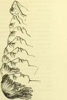 An illustration from Introduction a l'étude philosophique et pratique de la phrénologie. (1845)