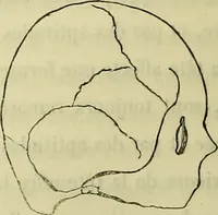 An illustration from Introduction a l'étude philosophique et pratique de la phrénologie. (1845)