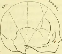 An illustration from Introduction a l'étude philosophique et pratique de la phrénologie. (1845)