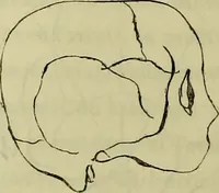 An illustration from Introduction a l'étude philosophique et pratique de la phrénologie. (1845)