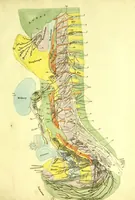An illustration from Plates of the thoracic and abdominal nerves, reduced from the original ... accompanied by coloured explanations, and a description of the par vagum, great sympathetic and phrenic nerves. (1822)