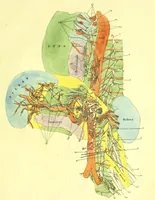 Picture 3 of 5 from Plates of the thoracic and abdominal nerves, reduced from the original ... accompanied by coloured explanations, and a description of the par vagum, great sympathetic and phrenic nerves. (1822), leaf 41