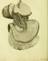 Picture 5 of 5 from Plates of the thoracic and abdominal nerves, reduced from the original ... accompanied by coloured explanations, and a description of the par vagum, great sympathetic and phrenic nerves. (1822), leaf 44