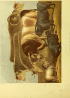 An illustration from Modern practical farriery : a complete guide to all that relates to the horse; its history, varieties, and uses, breaking, training, feeding, stabling, and grooming, how to buy, keep and treat a horse in health and disease ... forming a complete system of the veterinary art, as a present practised at the Royal Veterinary College, London / by W.J. Miles ... with numerous illustrations and a series of anatomical plates, engraved from the original drawings from nature, by Benjamin Herring. To which is added an essay on the diseases and management of cattle, sheep, and pigs / by J.I. Lupton. (1885)