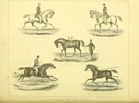 An illustration from Modern practical farriery : a complete guide to all that relates to the horse; its history, varieties, and uses, breaking, training, feeding, stabling, and grooming, how to buy, keep and treat a horse in health and disease ... forming a complete system of the veterinary art, as a present practised at the Royal Veterinary College, London / by W.J. Miles ... with numerous illustrations and a series of anatomical plates, engraved from the original drawings from nature, by Benjamin Herring. To which is added an essay on the diseases and management of cattle, sheep, and pigs / by J.I. Lupton. (1885)