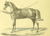 An illustration from Modern practical farriery : a complete guide to all that relates to the horse; its history, varieties, and uses, breaking, training, feeding, stabling, and grooming, how to buy, keep and treat a horse in health and disease ... forming a complete system of the veterinary art, as a present practised at the Royal Veterinary College, London / by W.J. Miles ... with numerous illustrations and a series of anatomical plates, engraved from the original drawings from nature, by Benjamin Herring. To which is added an essay on the diseases and management of cattle, sheep, and pigs / by J.I. Lupton. (1885)