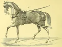 An illustration from Modern practical farriery : a complete guide to all that relates to the horse; its history, varieties, and uses, breaking, training, feeding, stabling, and grooming, how to buy, keep and treat a horse in health and disease ... forming a complete system of the veterinary art, as a present practised at the Royal Veterinary College, London / by W.J. Miles ... with numerous illustrations and a series of anatomical plates, engraved from the original drawings from nature, by Benjamin Herring. To which is added an essay on the diseases and management of cattle, sheep, and pigs / by J.I. Lupton. (1885)