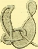 An illustration from Modern practical farriery : a complete guide to all that relates to the horse; its history, varieties, and uses, breaking, training, feeding, stabling, and grooming, how to buy, keep and treat a horse in health and disease ... forming a complete system of the veterinary art, as a present practised at the Royal Veterinary College, London / by W.J. Miles ... with numerous illustrations and a series of anatomical plates, engraved from the original drawings from nature, by Benjamin Herring. To which is added an essay on the diseases and management of cattle, sheep, and pigs / by J.I. Lupton. (1885)