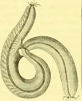 An illustration from Modern practical farriery : a complete guide to all that relates to the horse; its history, varieties, and uses, breaking, training, feeding, stabling, and grooming, how to buy, keep and treat a horse in health and disease ... forming a complete system of the veterinary art, as a present practised at the Royal Veterinary College, London / by W.J. Miles ... with numerous illustrations and a series of anatomical plates, engraved from the original drawings from nature, by Benjamin Herring. To which is added an essay on the diseases and management of cattle, sheep, and pigs / by J.I. Lupton. (1885)