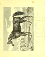 An illustration from Modern practical farriery : a complete guide to all that relates to the horse; its history, varieties, and uses, breaking, training, feeding, stabling, and grooming, how to buy, keep and treat a horse in health and disease ... forming a complete system of the veterinary art, as a present practised at the Royal Veterinary College, London / by W.J. Miles ... with numerous illustrations and a series of anatomical plates, engraved from the original drawings from nature, by Benjamin Herring. To which is added an essay on the diseases and management of cattle, sheep, and pigs / by J.I. Lupton. (1885)