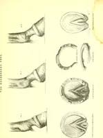 An illustration from Modern practical farriery : a complete guide to all that relates to the horse; its history, varieties, and uses, breaking, training, feeding, stabling, and grooming, how to buy, keep and treat a horse in health and disease ... forming a complete system of the veterinary art, as a present practised at the Royal Veterinary College, London / by W.J. Miles ... with numerous illustrations and a series of anatomical plates, engraved from the original drawings from nature, by Benjamin Herring. To which is added an essay on the diseases and management of cattle, sheep, and pigs / by J.I. Lupton. (1885)