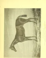 An illustration from Modern practical farriery : a complete guide to all that relates to the horse; its history, varieties, and uses, breaking, training, feeding, stabling, and grooming, how to buy, keep and treat a horse in health and disease ... forming a complete system of the veterinary art, as a present practised at the Royal Veterinary College, London / by W.J. Miles ... with numerous illustrations and a series of anatomical plates, engraved from the original drawings from nature, by Benjamin Herring. To which is added an essay on the diseases and management of cattle, sheep, and pigs / by J.I. Lupton. (1885)