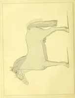An illustration from Modern practical farriery : a complete guide to all that relates to the horse; its history, varieties, and uses, breaking, training, feeding, stabling, and grooming, how to buy, keep and treat a horse in health and disease ... forming a complete system of the veterinary art, as a present practised at the Royal Veterinary College, London / by W.J. Miles ... with numerous illustrations and a series of anatomical plates, engraved from the original drawings from nature, by Benjamin Herring. To which is added an essay on the diseases and management of cattle, sheep, and pigs / by J.I. Lupton. (1885)
