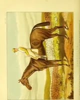 An illustration from Modern practical farriery : a complete guide to all that relates to the horse; its history, varieties, and uses, breaking, training, feeding, stabling, and grooming, how to buy, keep and treat a horse in health and disease ... forming a complete system of the veterinary art, as a present practised at the Royal Veterinary College, London / by W.J. Miles ... with numerous illustrations and a series of anatomical plates, engraved from the original drawings from nature, by Benjamin Herring. To which is added an essay on the diseases and management of cattle, sheep, and pigs / by J.I. Lupton. (1885)