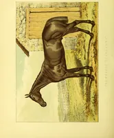 An illustration from Modern practical farriery : a complete guide to all that relates to the horse; its history, varieties, and uses, breaking, training, feeding, stabling, and grooming, how to buy, keep and treat a horse in health and disease ... forming a complete system of the veterinary art, as a present practised at the Royal Veterinary College, London / by W.J. Miles ... with numerous illustrations and a series of anatomical plates, engraved from the original drawings from nature, by Benjamin Herring. To which is added an essay on the diseases and management of cattle, sheep, and pigs / by J.I. Lupton. (1885)