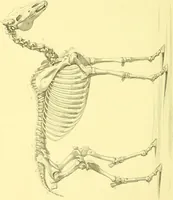 An illustration from Modern practical farriery : a complete guide to all that relates to the horse; its history, varieties, and uses, breaking, training, feeding, stabling, and grooming, how to buy, keep and treat a horse in health and disease ... forming a complete system of the veterinary art, as a present practised at the Royal Veterinary College, London / by W.J. Miles ... with numerous illustrations and a series of anatomical plates, engraved from the original drawings from nature, by Benjamin Herring. To which is added an essay on the diseases and management of cattle, sheep, and pigs / by J.I. Lupton. (1885)
