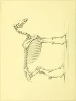 An illustration from Modern practical farriery : a complete guide to all that relates to the horse; its history, varieties, and uses, breaking, training, feeding, stabling, and grooming, how to buy, keep and treat a horse in health and disease ... forming a complete system of the veterinary art, as a present practised at the Royal Veterinary College, London / by W.J. Miles ... with numerous illustrations and a series of anatomical plates, engraved from the original drawings from nature, by Benjamin Herring. To which is added an essay on the diseases and management of cattle, sheep, and pigs / by J.I. Lupton. (1885)