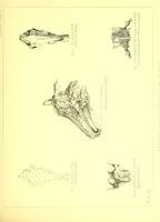 An illustration from Modern practical farriery : a complete guide to all that relates to the horse; its history, varieties, and uses, breaking, training, feeding, stabling, and grooming, how to buy, keep and treat a horse in health and disease ... forming a complete system of the veterinary art, as a present practised at the Royal Veterinary College, London / by W.J. Miles ... with numerous illustrations and a series of anatomical plates, engraved from the original drawings from nature, by Benjamin Herring. To which is added an essay on the diseases and management of cattle, sheep, and pigs / by J.I. Lupton. (1885)