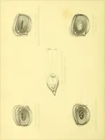 An illustration from Modern practical farriery : a complete guide to all that relates to the horse; its history, varieties, and uses, breaking, training, feeding, stabling, and grooming, how to buy, keep and treat a horse in health and disease ... forming a complete system of the veterinary art, as a present practised at the Royal Veterinary College, London / by W.J. Miles ... with numerous illustrations and a series of anatomical plates, engraved from the original drawings from nature, by Benjamin Herring. To which is added an essay on the diseases and management of cattle, sheep, and pigs / by J.I. Lupton. (1885)