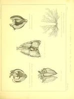 An illustration from Modern practical farriery : a complete guide to all that relates to the horse; its history, varieties, and uses, breaking, training, feeding, stabling, and grooming, how to buy, keep and treat a horse in health and disease ... forming a complete system of the veterinary art, as a present practised at the Royal Veterinary College, London / by W.J. Miles ... with numerous illustrations and a series of anatomical plates, engraved from the original drawings from nature, by Benjamin Herring. To which is added an essay on the diseases and management of cattle, sheep, and pigs / by J.I. Lupton. (1885)