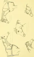An illustration from Modern practical farriery : a complete guide to all that relates to the horse; its history, varieties, and uses, breaking, training, feeding, stabling, and grooming, how to buy, keep and treat a horse in health and disease ... forming a complete system of the veterinary art, as a present practised at the Royal Veterinary College, London / by W.J. Miles ... with numerous illustrations and a series of anatomical plates, engraved from the original drawings from nature, by Benjamin Herring. To which is added an essay on the diseases and management of cattle, sheep, and pigs / by J.I. Lupton. (1885)