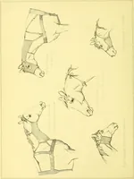 An illustration from Modern practical farriery : a complete guide to all that relates to the horse; its history, varieties, and uses, breaking, training, feeding, stabling, and grooming, how to buy, keep and treat a horse in health and disease ... forming a complete system of the veterinary art, as a present practised at the Royal Veterinary College, London / by W.J. Miles ... with numerous illustrations and a series of anatomical plates, engraved from the original drawings from nature, by Benjamin Herring. To which is added an essay on the diseases and management of cattle, sheep, and pigs / by J.I. Lupton. (1885)