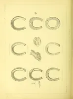 An illustration from Modern practical farriery : a complete guide to all that relates to the horse; its history, varieties, and uses, breaking, training, feeding, stabling, and grooming, how to buy, keep and treat a horse in health and disease ... forming a complete system of the veterinary art, as a present practised at the Royal Veterinary College, London / by W.J. Miles ... with numerous illustrations and a series of anatomical plates, engraved from the original drawings from nature, by Benjamin Herring. To which is added an essay on the diseases and management of cattle, sheep, and pigs / by J.I. Lupton. (1885)