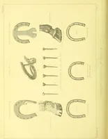 An illustration from Modern practical farriery : a complete guide to all that relates to the horse; its history, varieties, and uses, breaking, training, feeding, stabling, and grooming, how to buy, keep and treat a horse in health and disease ... forming a complete system of the veterinary art, as a present practised at the Royal Veterinary College, London / by W.J. Miles ... with numerous illustrations and a series of anatomical plates, engraved from the original drawings from nature, by Benjamin Herring. To which is added an essay on the diseases and management of cattle, sheep, and pigs / by J.I. Lupton. (1885)