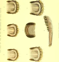 An illustration from Modern practical farriery : a complete guide to all that relates to the horse; its history, varieties, and uses, breaking, training, feeding, stabling, and grooming, how to buy, keep and treat a horse in health and disease ... forming a complete system of the veterinary art, as a present practised at the Royal Veterinary College, London / by W.J. Miles ... with numerous illustrations and a series of anatomical plates, engraved from the original drawings from nature, by Benjamin Herring. To which is added an essay on the diseases and management of cattle, sheep, and pigs / by J.I. Lupton. (1885)
