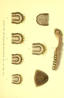 An illustration from Modern practical farriery : a complete guide to all that relates to the horse; its history, varieties, and uses, breaking, training, feeding, stabling, and grooming, how to buy, keep and treat a horse in health and disease ... forming a complete system of the veterinary art, as a present practised at the Royal Veterinary College, London / by W.J. Miles ... with numerous illustrations and a series of anatomical plates, engraved from the original drawings from nature, by Benjamin Herring. To which is added an essay on the diseases and management of cattle, sheep, and pigs / by J.I. Lupton. (1885)