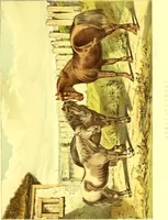 An illustration from Modern practical farriery : a complete guide to all that relates to the horse; its history, varieties, and uses, breaking, training, feeding, stabling, and grooming, how to buy, keep and treat a horse in health and disease ... forming a complete system of the veterinary art, as a present practised at the Royal Veterinary College, London / by W.J. Miles ... with numerous illustrations and a series of anatomical plates, engraved from the original drawings from nature, by Benjamin Herring. To which is added an essay on the diseases and management of cattle, sheep, and pigs / by J.I. Lupton. (1885)