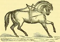 An illustration from Modern practical farriery : a complete guide to all that relates to the horse; its history, varieties, and uses, breaking, training, feeding, stabling, and grooming, how to buy, keep and treat a horse in health and disease ... forming a complete system of the veterinary art, as a present practised at the Royal Veterinary College, London / by W.J. Miles ... with numerous illustrations and a series of anatomical plates, engraved from the original drawings from nature, by Benjamin Herring. To which is added an essay on the diseases and management of cattle, sheep, and pigs / by J.I. Lupton. (1885)