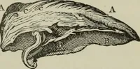 An illustration from A treatise on diseases of the skin with special reference to their diagnosis and treatment : including an analysis of 12,000 consecutive cases / Thomas McCall Anderson. (1894)