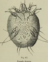 An illustration from A treatise on diseases of the skin with special reference to their diagnosis and treatment : including an analysis of 12,000 consecutive cases / Thomas McCall Anderson. (1894)