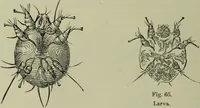 An illustration from A treatise on diseases of the skin with special reference to their diagnosis and treatment : including an analysis of 12,000 consecutive cases / Thomas McCall Anderson. (1894)