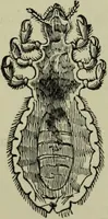 An illustration from A treatise on diseases of the skin with special reference to their diagnosis and treatment : including an analysis of 12,000 consecutive cases / Thomas McCall Anderson. (1894)
