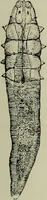 An illustration from A treatise on diseases of the skin with special reference to their diagnosis and treatment : including an analysis of 12,000 consecutive cases / Thomas McCall Anderson. (1894)