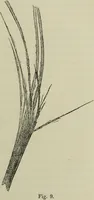 An illustration from A treatise on diseases of the skin with special reference to their diagnosis and treatment : including an analysis of 12,000 consecutive cases / Thomas McCall Anderson. (1894)