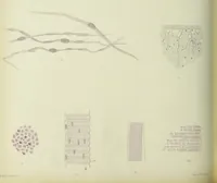 An illustration from Atlas of histology / by E. Klein and E. Noble Smith. (1880)