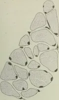 An illustration from Atlas of histology / by E. Klein and E. Noble Smith. (1880)