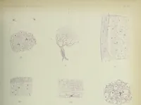 An illustration from Atlas of histology / by E. Klein and E. Noble Smith. (1880)