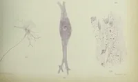An illustration from Atlas of histology / by E. Klein and E. Noble Smith. (1880)