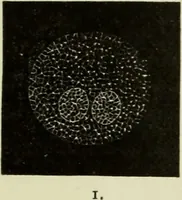 An illustration from Atlas of histology / by E. Klein and E. Noble Smith. (1880)