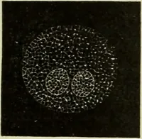 An illustration from Atlas of histology / by E. Klein and E. Noble Smith. (1880)