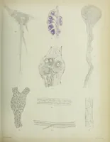 An illustration from Atlas of histology / by E. Klein and E. Noble Smith. (1880)